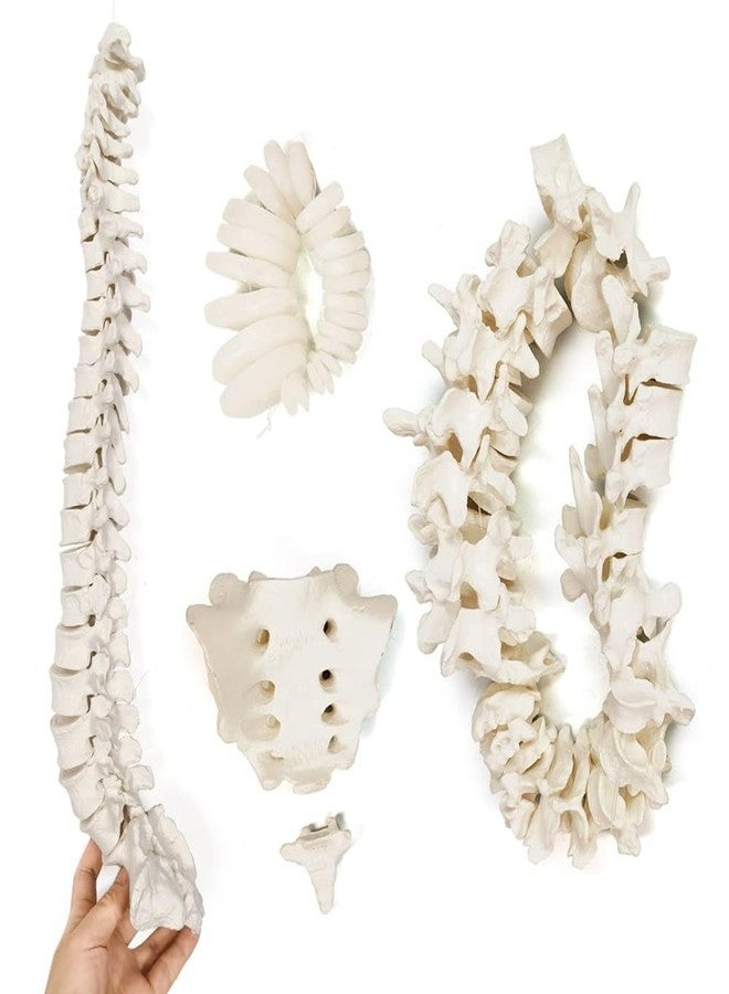 EVOTECH SCIENTIFIC Disarticulated Human Spine Model, Life Size 1-24 Spine Model with Sacrum and Coccyx with Intermediate Disc for Medical Educational Study Teaching Clinic Demonstration Tool - Image 1